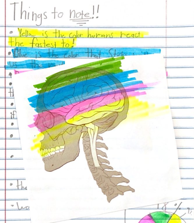 Highlight the Brain