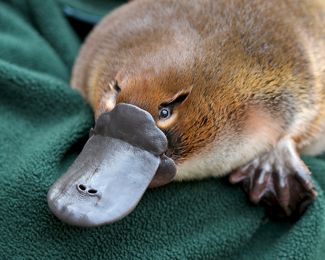 The Insane Biology of the Platypus