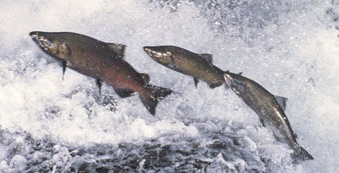 The Life Cycle of a Salmon
